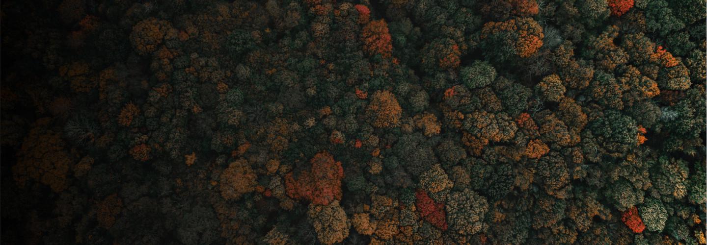 Pancasting: forecasting epidemics from provisional data